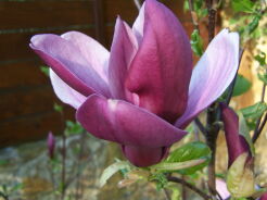Magnolia rubinowa NIGRA C7,5/1,3-1,5m *K13