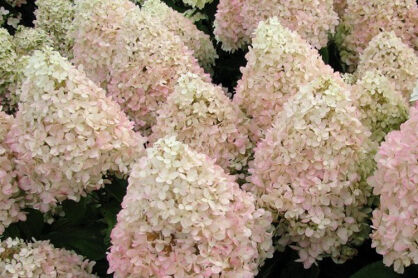 Hortensja wiechowata Sweet Summer 'Bokrathirteen' na PNIU Hydrangea paniculata C2/Pa20-30(40)cm *K18