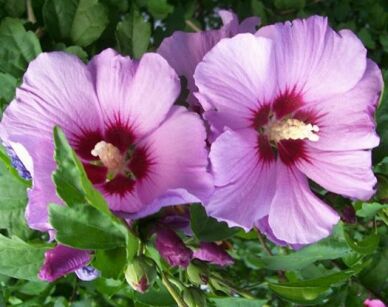  Hibiscus kolumnowy PURPLE PILLAR syn. Gandini Santiago Ketmia syryjska C2,5/50-60cm