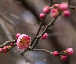 Morela płacząca WB CLARKE Chińska śliwka Prunus mume C12/Pa100cm *K14