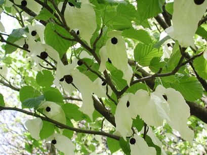 Davidia kolumnowa Kylee's Columnar Davidia involucrata Chusteczkowe drzewo BALOT/40-60cm *TL