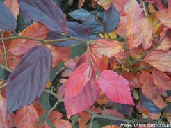 Sycoparrotia semidecidua AUTUNNO ROSSO syn.Sartori C4/60-80cm