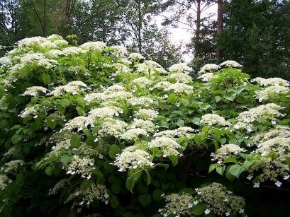 Hortensja PNĄCA Hydrangea anomala petiolaris C5/140cm *K20