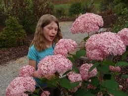  Hortensja krzewiasta PINK ANABELLE 'Spirit' 5-letnia Hydrangea arborescens /C10 *K12