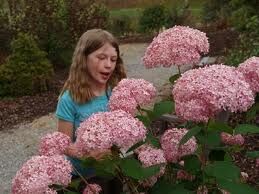 Hortensja krzewiasta PINK ANABELLE 'Spirit' 5-letnia Hydrangea arborescens /C10 *K12