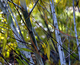 Wierzba ostrolistna BLUE STREAK Salix acutifolia C2/60cm *12