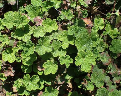 Jeżyna pełzająca EMERALD CARPET Rubus pentalobus syn.R.calycinoides /C1,3