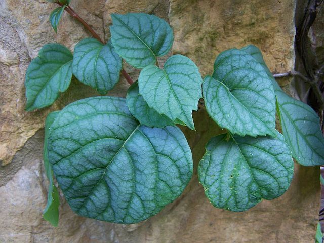 Przywarka japońska MOONLIGHT Schizophragma hydrangeoides C2/40-60cm *T6