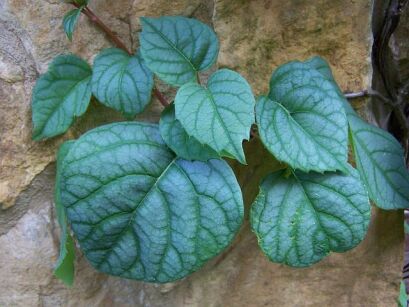 Przywarka japońska MOONLIGHT Schizophragma hydrangeoides C2/40-60cm *T6