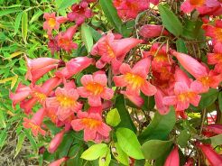 Bignonia capreolata TANGERINE BEAUTY C2/60-80cm *T43