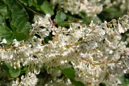 Rdestówka Auberta Fallopia aubertii C2/80cm