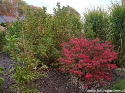 Trzmielina oskrzydlona COMPACTUS Euonymus allatus C2/30cm *K18