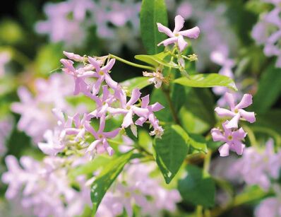 Trachelospermum jasminoides 'Star of MILANO' Jaśmin P15/40cm *K15w1