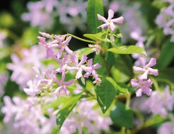 Trachelospermum jasminoides 'Star of MILANO' Jaśmin P15/40cm *K15w1