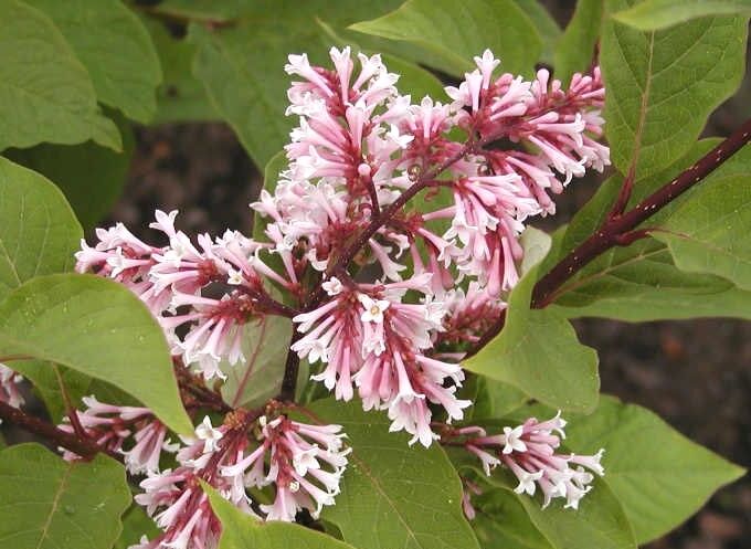 Lilak junański Syringa yunnanensis C5/60-80cm