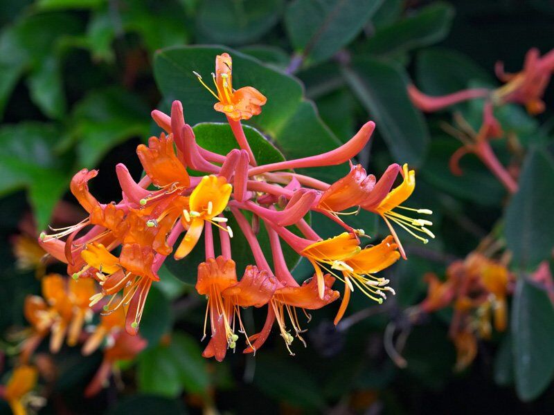 Wiciokrzew zimozielony Henryego Lonicera Henryi C2/40-60cm *K8