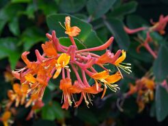 Wiciokrzew zimozielony Henryego Lonicera Henryi C2/40-60cm *K8
