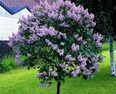 Lilak BLOOMERANG® Dark Purple na PNIU Syringa C5/Pa60(100)cm *K6