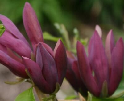 Magnolia brooklynensis BLACK BEAUTY C12/80-100cm