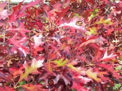 Dąb błotny BETTY JEAN Quercus palustris C7,5/Pa130cm *K15