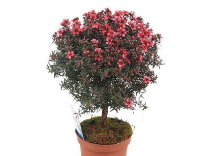  Manuka LAROUGE na PNIU Leptospermum scoparium, Drzewko herbaciane P12/Pa5cm(20-30cm) *K10