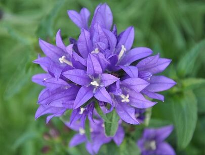 Dzwonek skupiony NIEBIESKI Campanula glomerata /P9 *K16