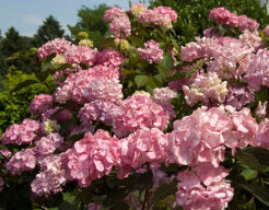 Hortensja piłkowana PREZIOSA Hydrangea serrata /C2 *K14w11