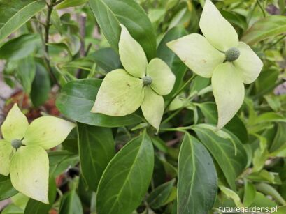 Dereń zimozielony EMPRESS OF CHINA®'Elsbry' Cornus elliptica C2/40-50cm *K15