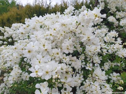 Obiela THE BRIDE Exochorda C3,5/40-60cm *K18