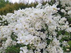 Obiela THE BRIDE Exochorda C3,5/40-60cm *K18