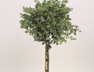 Eukaliptus górski Eucaliptus gunni E.niebieski - drzewko C2/Pa40(60)cm *G
