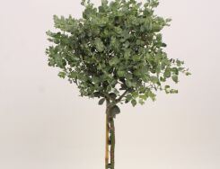   Eukaliptus górski Eucaliptus gunni E.niebieski - drzewko C2/Pa40(60)cm *K8