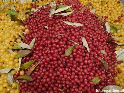 Oliwnik baldaszkowaty GARNET Elaeagnus umbellata C2/80-100cm