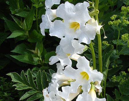 Inkarwilla delavaya SNOWTOP Incarvillea delavayi ang. Hardy gloxinia /C2