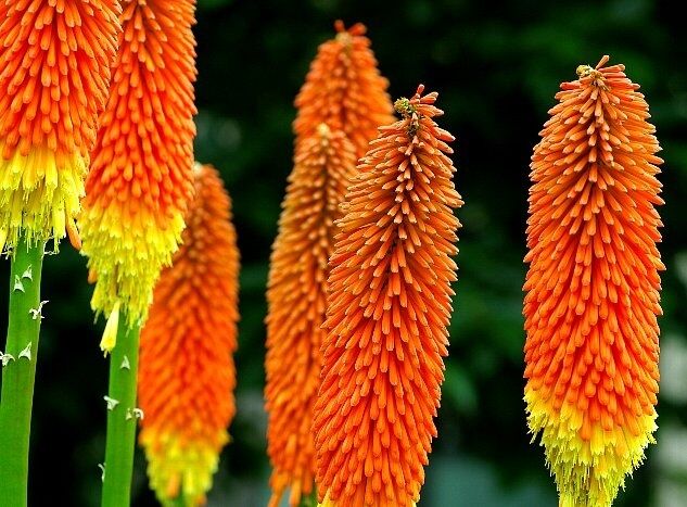 Trytoma groniasta ROYAL STANDARD /C5 Kniphofia uvaria