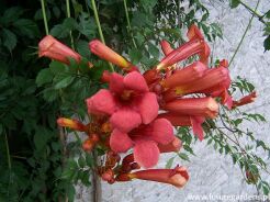 Milin FLAMENCO Campsis radicans C2/60cm *K19