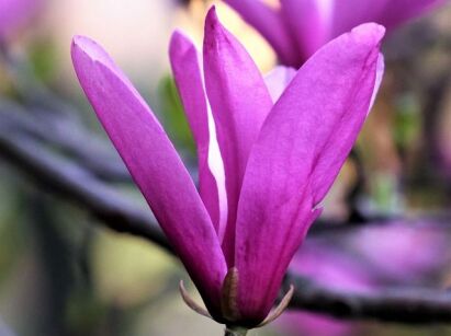 Magnolia LIVINGSTONE C3/60-80cm *T33
