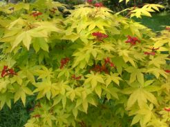 Klon Shirasawy JORDAN® Acer shirasawanum C3/80-100cm *K11