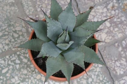 Mrozoodporna Agave neomexicana Agawa C20/50cm