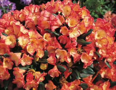 Rhododendron yakushimanum BARBARELLA Różanecznik C5/30-40cm *T46-47