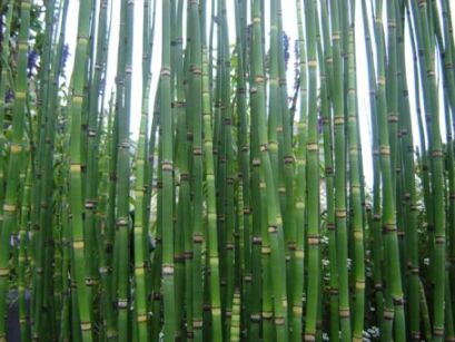 Skrzyp japoński Equisetum japonicum /C2 *T24