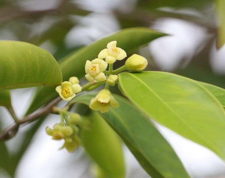 Aquilaria sinensis Drzewo agarowe C2/60cm *K14w7