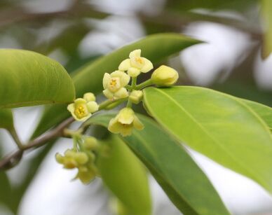 Aquilaria sinensis Drzewo agarowe C2/60cm *K14w7