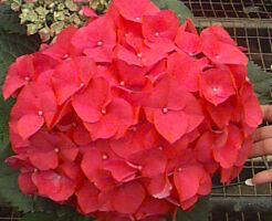 Hortensja ogrodowa LEUCHTFEUER Hydrangea macrophylla /C3 *T38 *T43