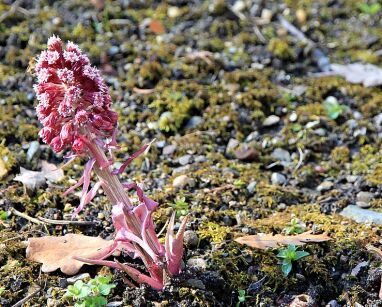 Lepiężnik różowy Petasites hybridus /P9 *K25