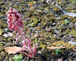 Lepiężnik różowy Petasites hybridus /P9 *K25