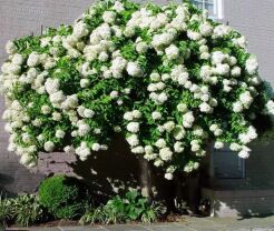 Hortensja bukietowa PHANTOM na PNIU Hydrangea paniculata C2/Pa30(40)cm *K18