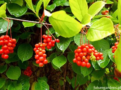 Cytryniec chiński  Schisandra chinensis P15/80-100cm *T69