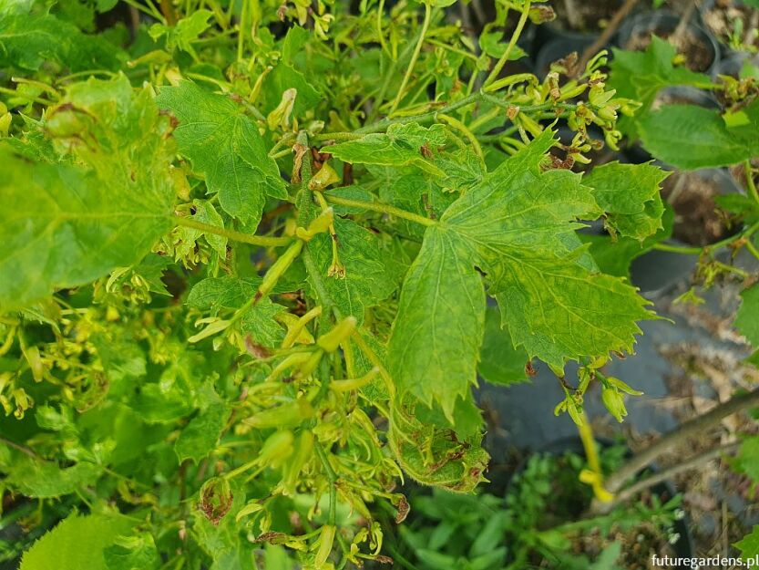 Lipa szerokolistna LACINIATA Tilia platyphyllos C3/50-80cm *TL