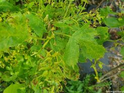 Lipa szerokolistna LACINIATA Tilia platyphyllos C3/50-80cm *TL